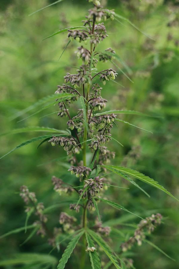 Conseil sur les fleurs de chanvre : comment reconnaître les bons produits ?